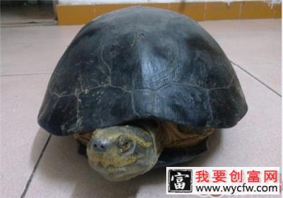 黄头庙龟的品种简介