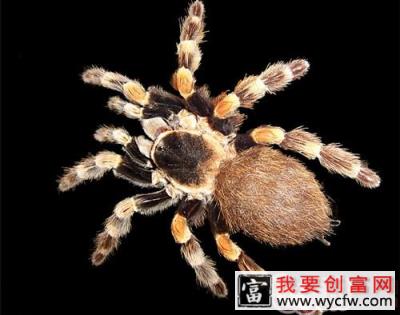 巴西白间红尾的外形特点