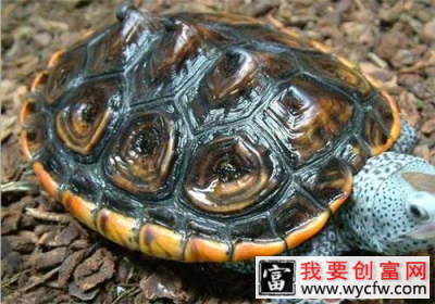 德州锦钻纹龟的品种简介
