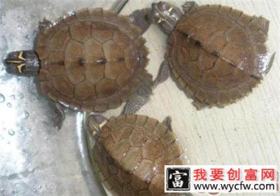 地图龟的形态特征