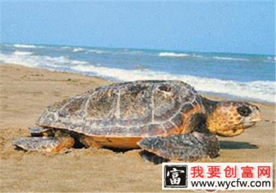 我国现存的龟类全记录