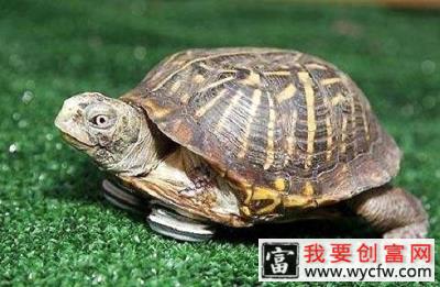 怎么辨别乌龟的公母？