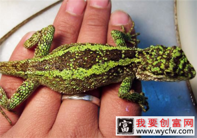 <a href=https://www.wycfw.com/kaidian/cw/ target=_blank class=infotextkey>宠物</a>蜥蜴如何饲养？
