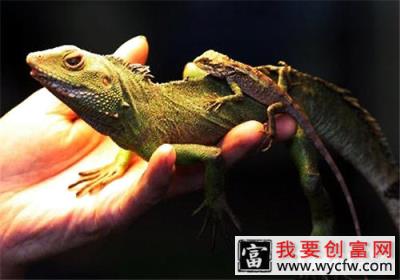 宠物蜥蜴如何饲养？