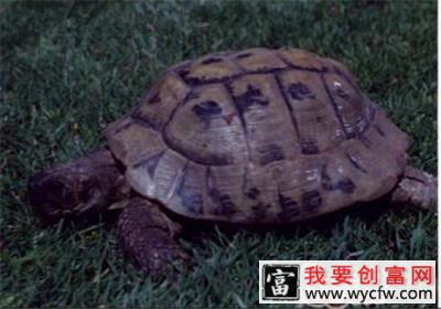 西部赫曼氏陆龟的护理知识