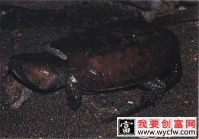 缅甸平胸龟的饲养要点