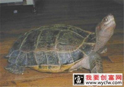 马来西亚巨龟的护理知识