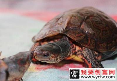 如何正确地给宠物龟换水