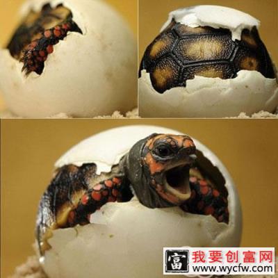 简单介绍一下龟龟需要的维生素