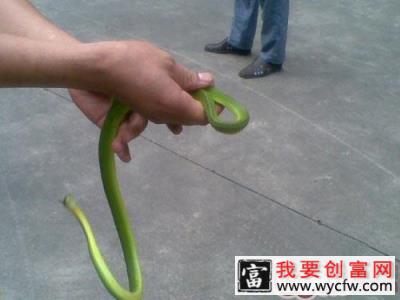 宠物蛇有什么特点
