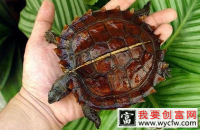 怎样挑选一只健康的太阳龟
