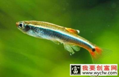 白云山鱼的外形特点