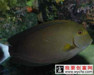 白鳍黑吊的外形特点