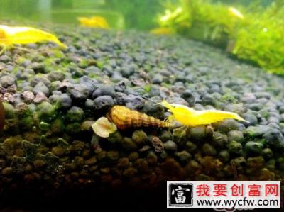 黄金米虾的品种介绍