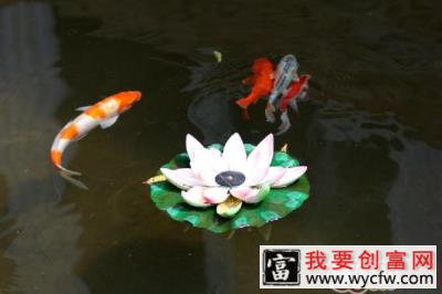 锦鲤在中国的发展历史