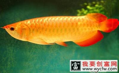 亚洲龙鱼的品种