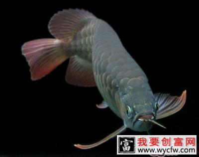 关于蓝系过背金龙的审美标准