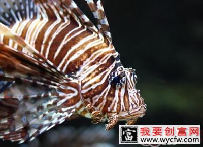 观赏鱼澄清水的优缺点分析