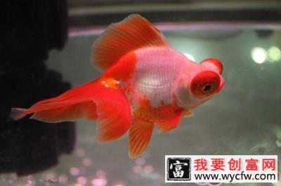 冬季金鱼应该如何饲养