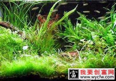 九种不宜在水草缸饲养的鱼类