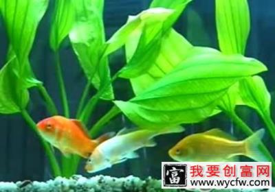水族箱中溶氧量的来源