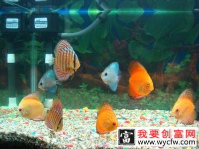 七彩神仙鱼幼鱼的挑选要点