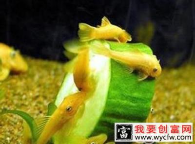 黄金大胡子鱼的繁殖简介