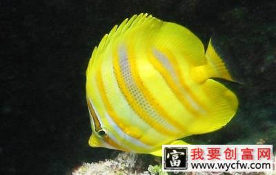 蝶鱼的生活习性及饲养须知
