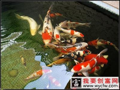 溶氧量对观赏鱼的影响