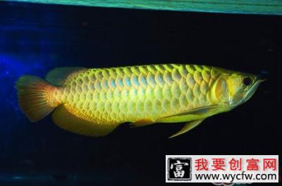 蜈蚣喂食龙鱼的影响