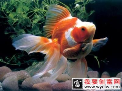 金鱼吐泡泡的原因