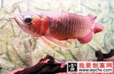 龙鱼的胆子为什么会很小
