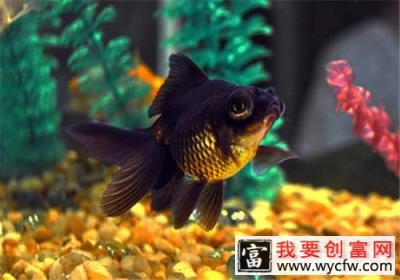 水草发黄的原因及预防措施