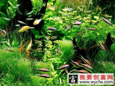 水草培养基的设计推荐