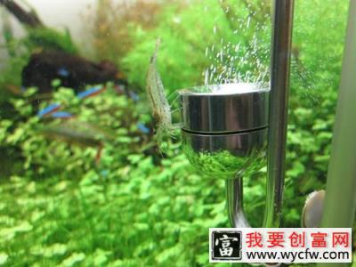 旧草缸该如何防止藻类发生