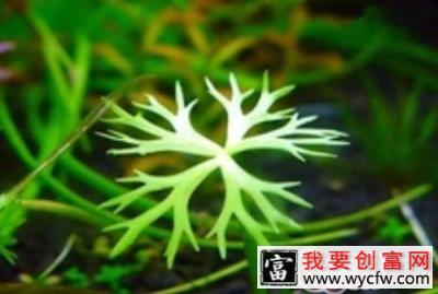 鹿角矮珍珠的生长特性