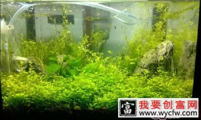水草缸水浑浊的原因
