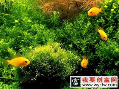 为水草布景的六大要点