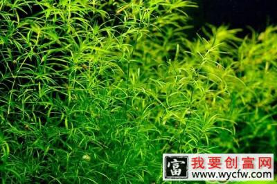水草在造景中的作用