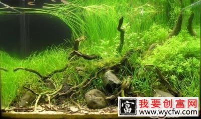 水草在造景中的肥料应用