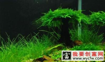 养鱼水草栽培知识必须学