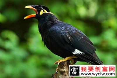 家庭饲养八哥鸟的环境要点