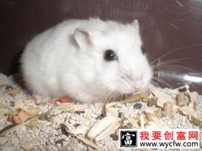 如何保证仓鼠饲养环境的干燥