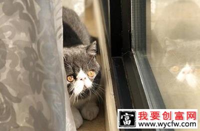 打了小猫之后，小猫会记仇吗？