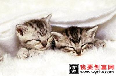 猫咪是不是吃猫粮比较好？