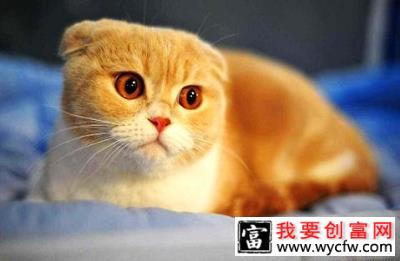 猫咪是不是吃猫粮比较好？