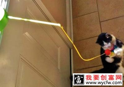 猫咪喜欢我们给它的玩具吗？