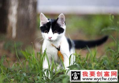 猫咪的生存能力究竟有多强