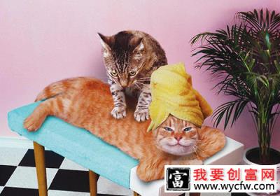 有效地<a href=https://www.wycfw.com/kaidian/jkbj/am/ target=_blank class=infotextkey>按摩</a>能够强健猫咪的身体以及增进感情