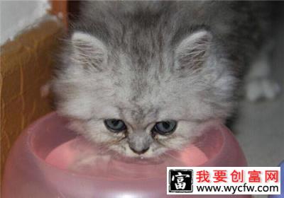 猫咪<a href=https://www.wycfw.com/kaidian/jkbj/ target=_blank class=infotextkey>健康</a>过冬小窍门